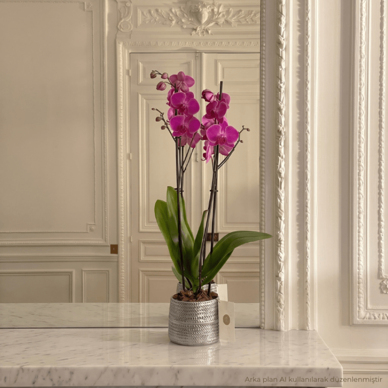 Aria Silver Çift Dallı Orkide Çiçeği
