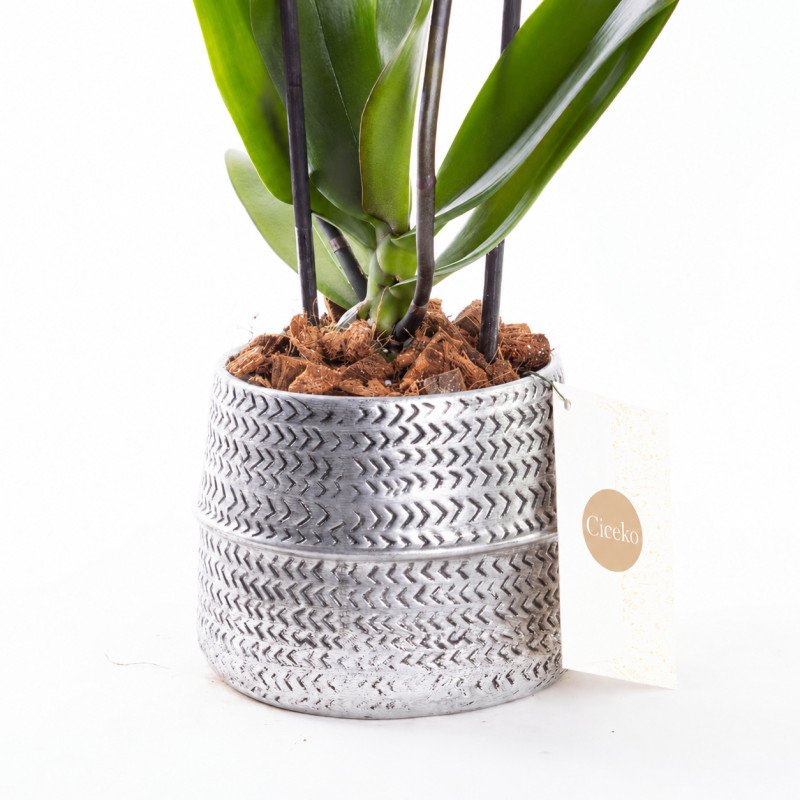 Aria Silver Çift Dallı Orkide Çiçeği
