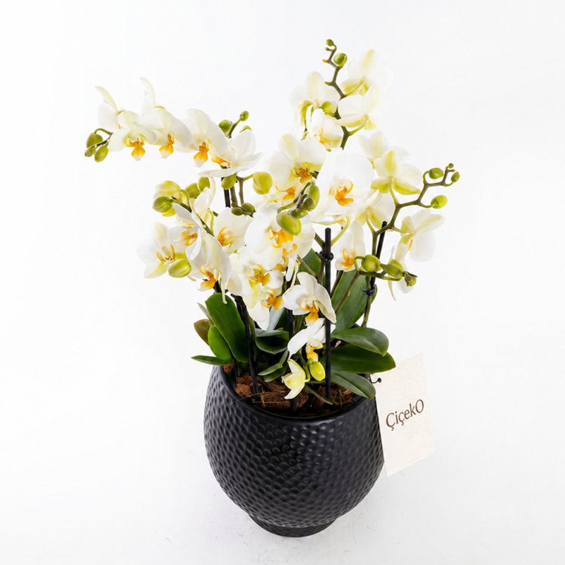 Bellisimo Black – Bellisimo Premium Multiflora Orkide