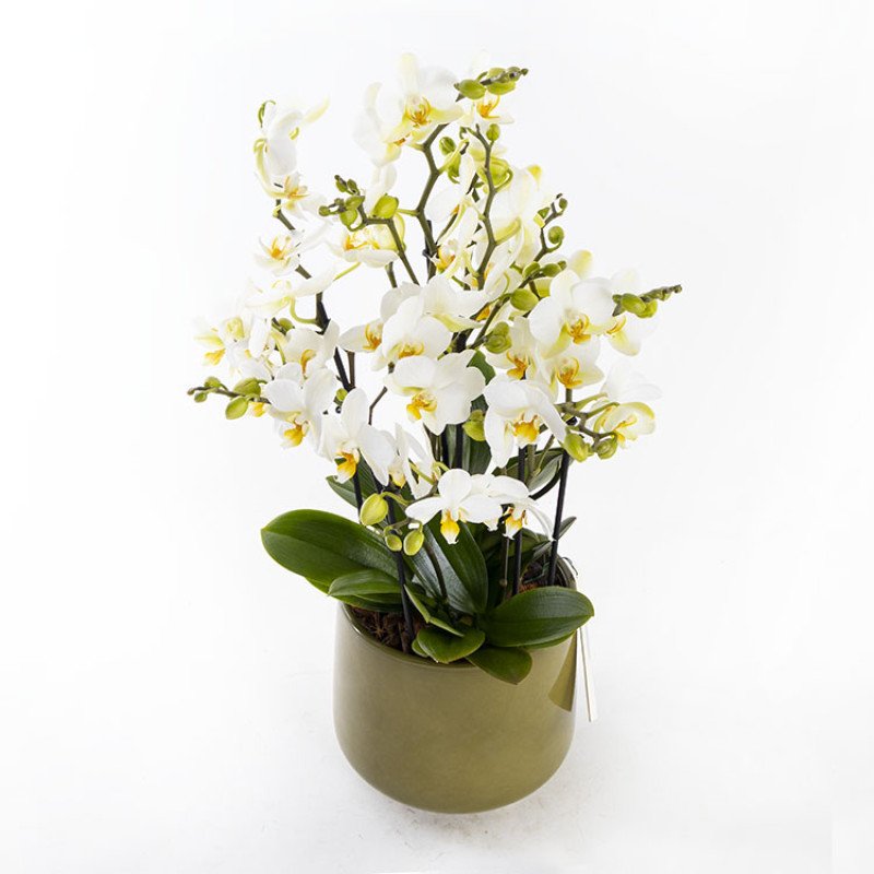 Bellisimo Olivia Premium Multiflora Orkide