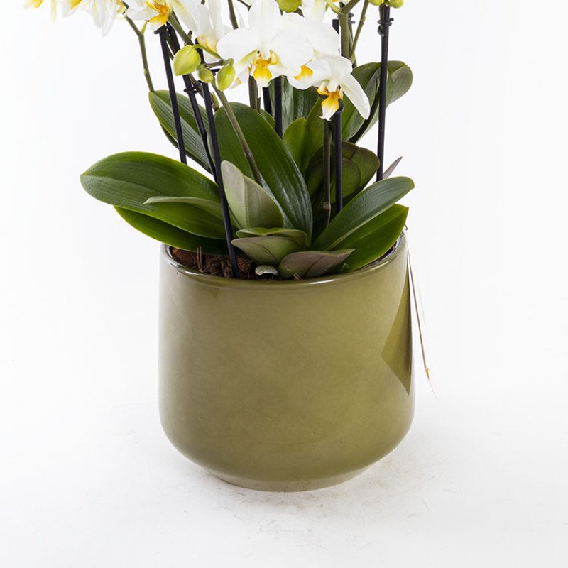 Bellisimo Olivia Premium Multiflora Orkide