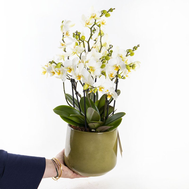 Bellisimo Olivia Premium Multiflora Orkide