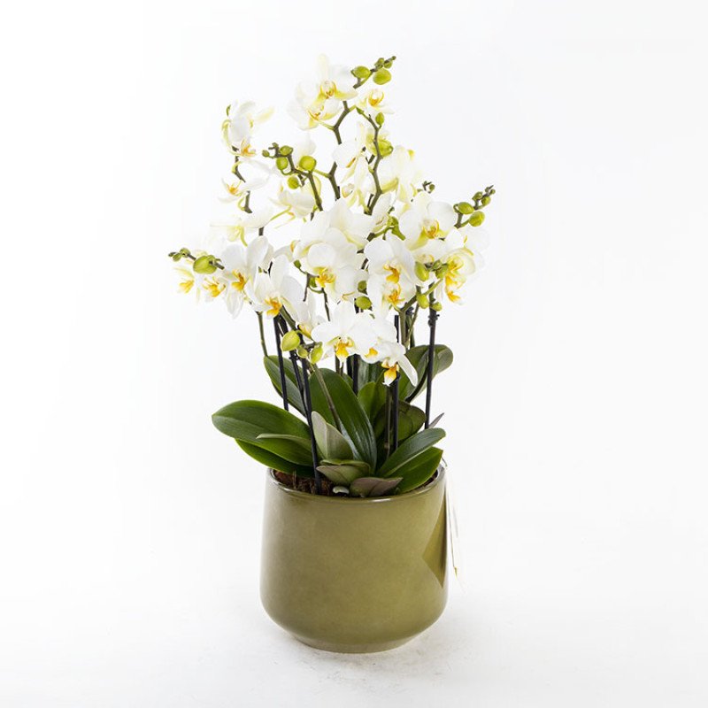 Bellisimo Olivia Premium Multiflora Orkide