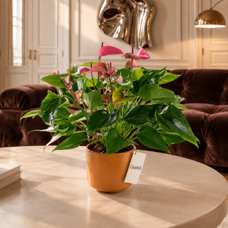 Cavalli Anthurium XL – Cavalli Saksıda Antoryum Çiçeği