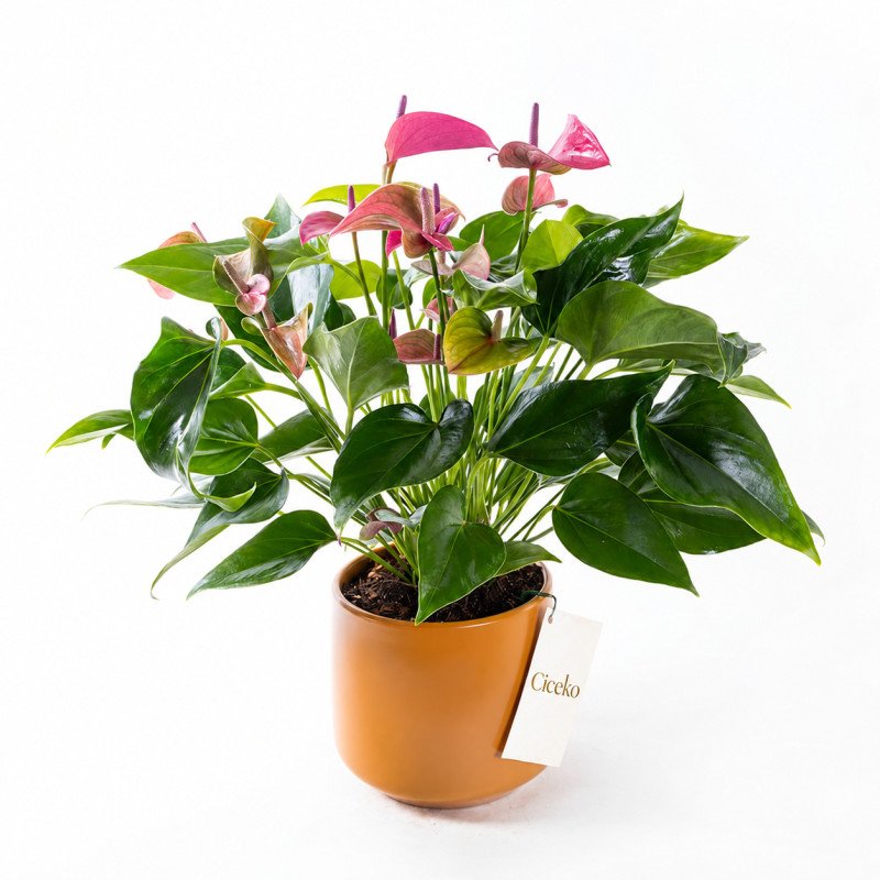 Cavalli Anthurium XL – Cavalli Saksıda Antoryum Çiçeği