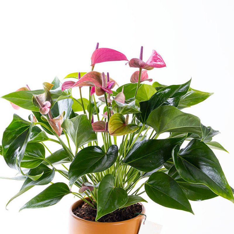 Cavalli Anthurium XL – Cavalli Saksıda Antoryum Çiçeği