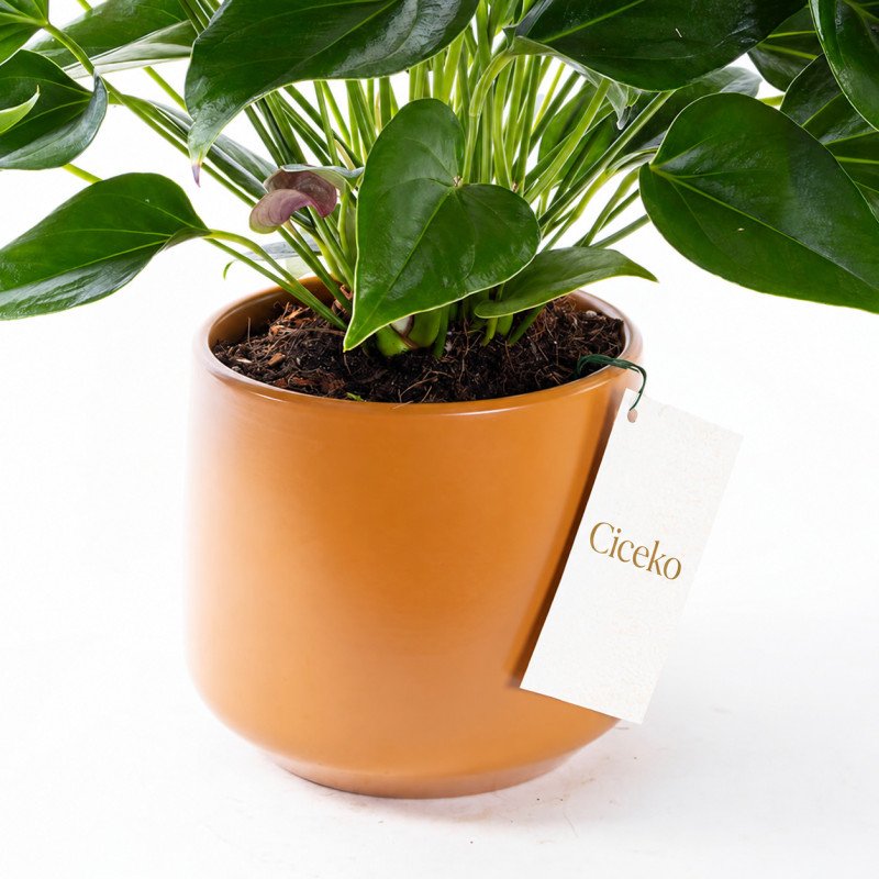 Cavalli Anthurium XL – Cavalli Saksıda Antoryum Çiçeği