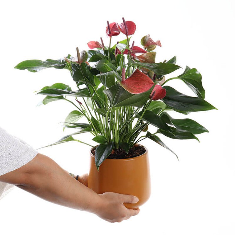 Cavalli Anthurium XL – Cavalli Saksıda Antoryum Çiçeği