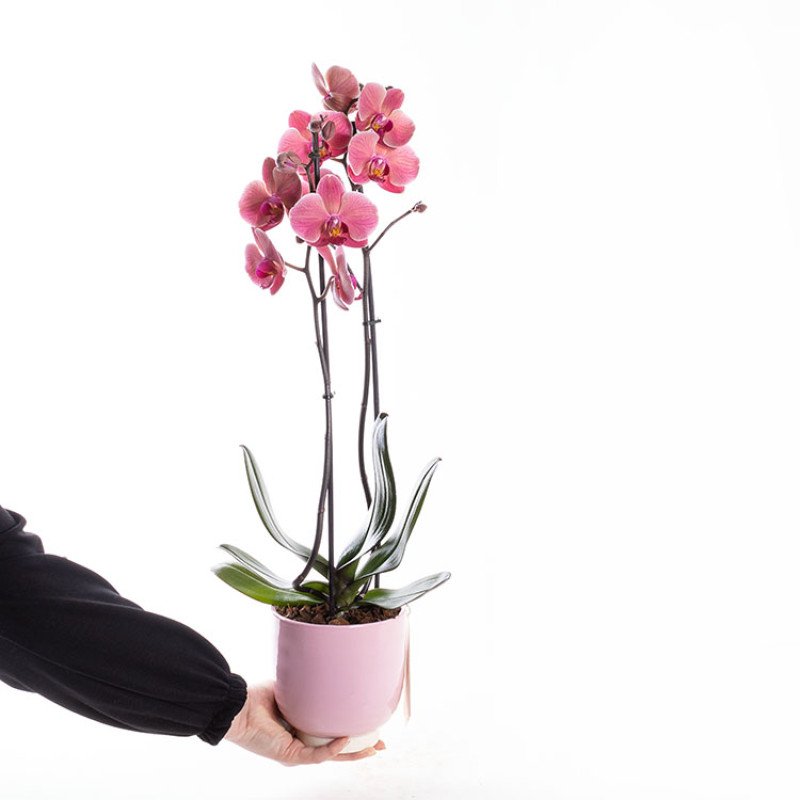 Coral Pink Çift Dallı Orkide Çiçeği
