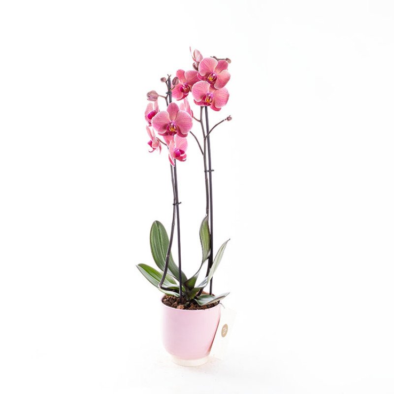 Coral Pink Çift Dallı Orkide Çiçeği