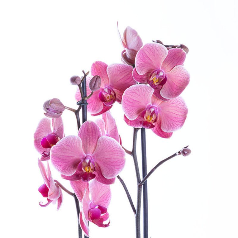 Coral Pink Çift Dallı Orkide Çiçeği