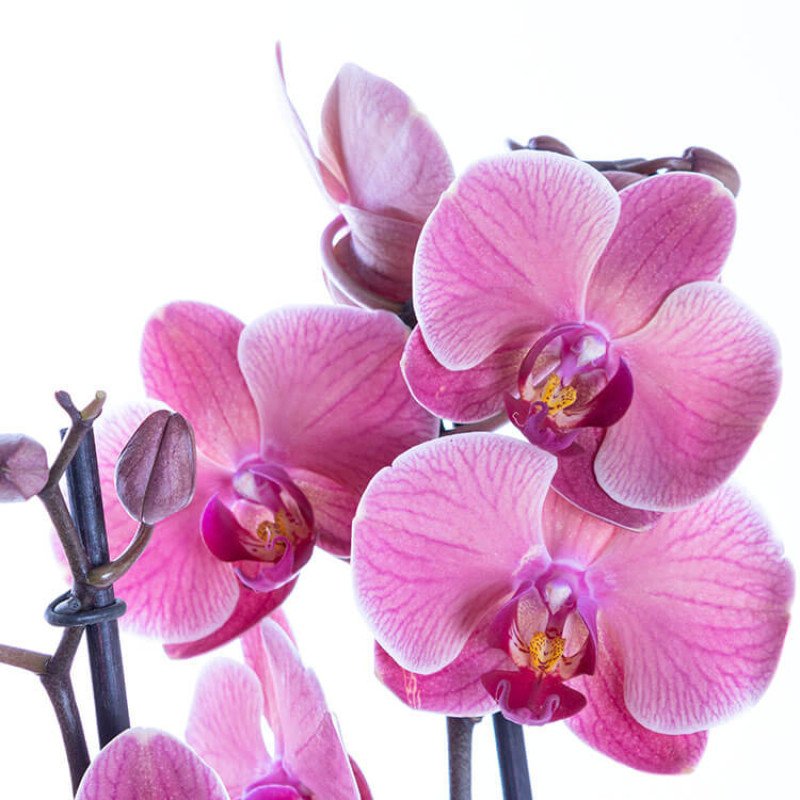 Coral Pink Çift Dallı Orkide Çiçeği