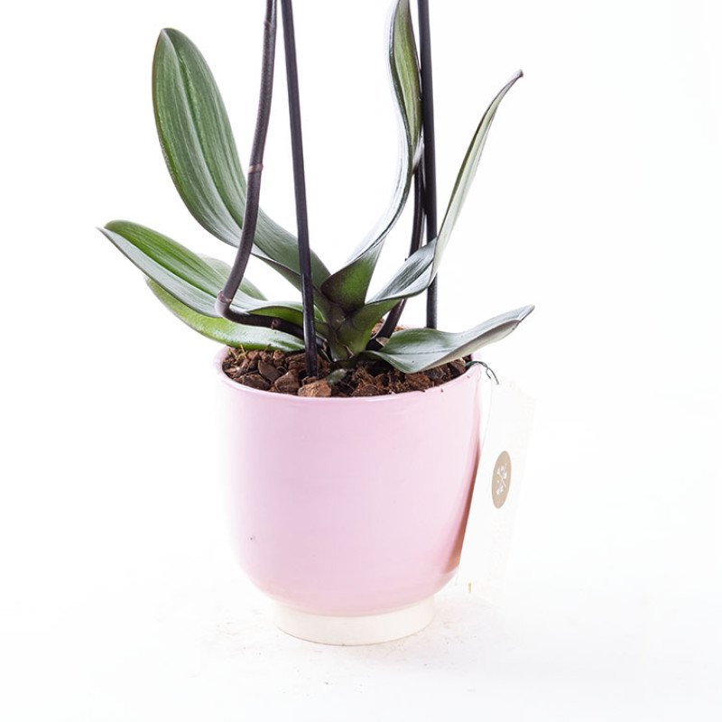 Coral Pink Çift Dallı Orkide Çiçeği