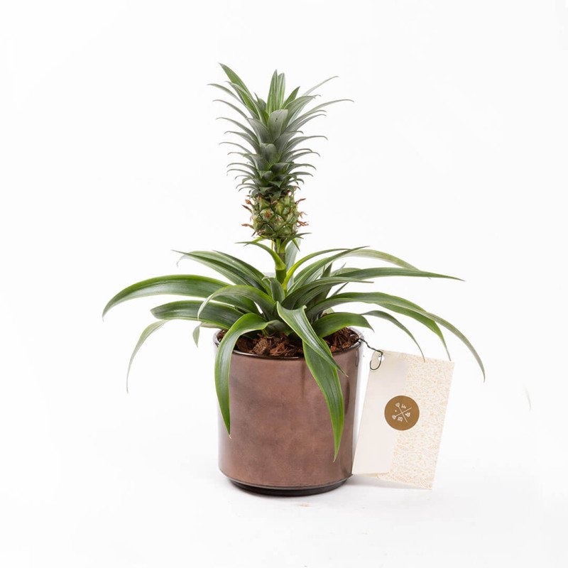 Fineapple Ananas Saksıda Çiçek