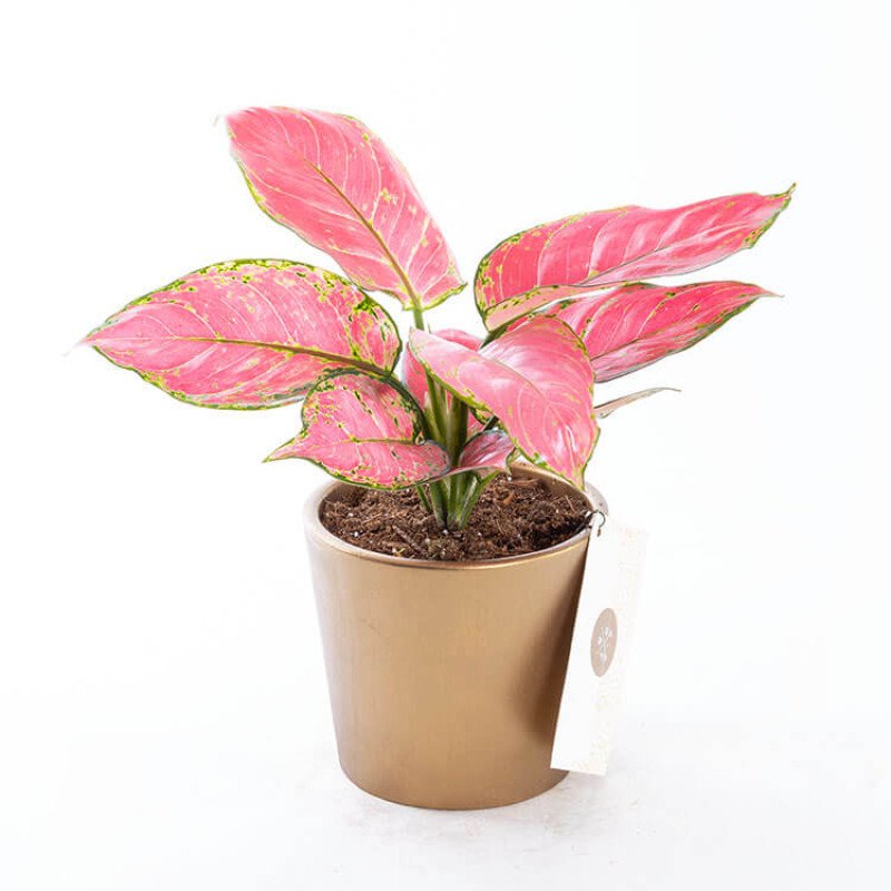 Flamingo Gold Çin Herdemyeşili Saksı Çiçeği