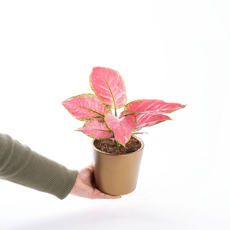 Flamingo Gold Çin Herdemyeşili Saksı Çiçeği