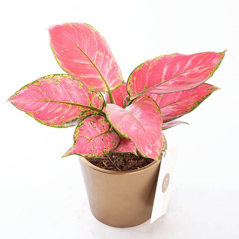 Flamingo Gold Çin Herdemyeşili Saksı Çiçeği