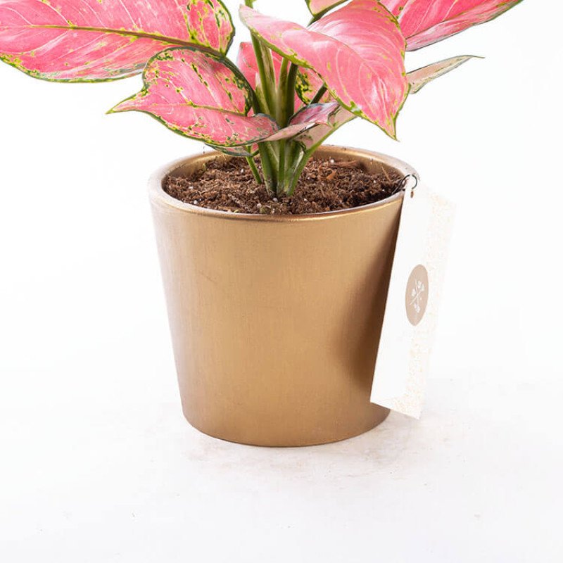 Flamingo Gold Çin Herdemyeşili Saksı Çiçeği