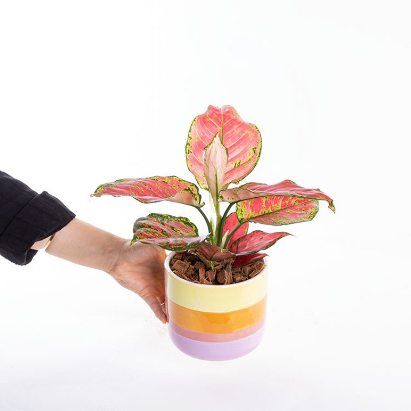 Flamingo Çin Herdemyeşili Saksı Çiçeği