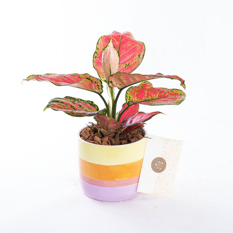 Flamingo Çin Herdemyeşili Saksı Çiçeği