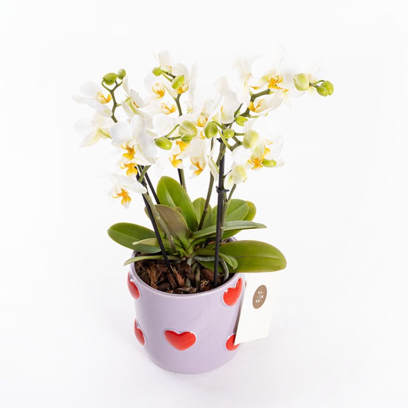 Gina Lovers’ Edition – Premium Pembe Phalaenopsis Orkide