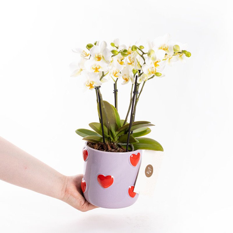 Gina Lovers’ Edition – Premium Pembe Phalaenopsis Orkide