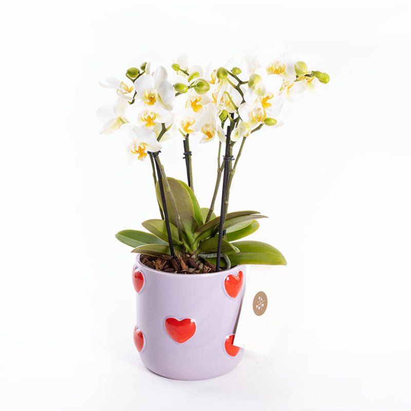 Gina Lovers’ Edition – Premium Pembe Phalaenopsis Orkide