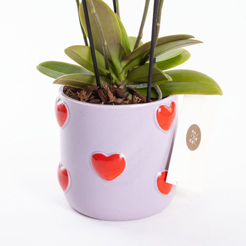 Gina Lovers’ Edition – Premium Pembe Phalaenopsis Orkide