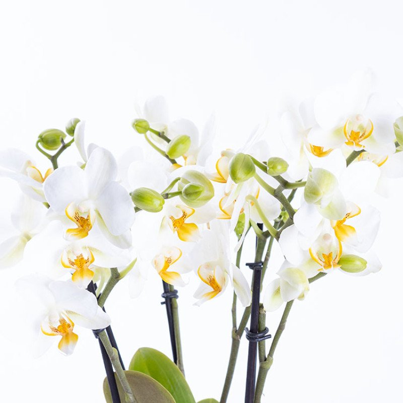 Gina Lovers’ Edition – Premium Pembe Phalaenopsis Orkide