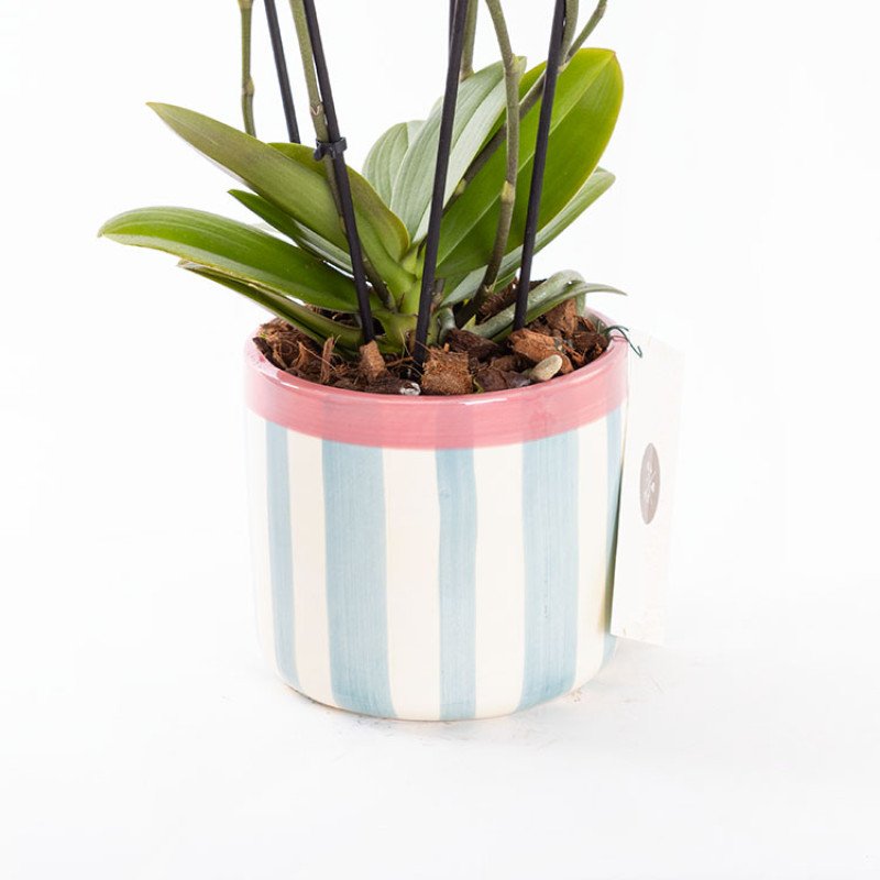 Gina Stripes Orkide Çiçeği
