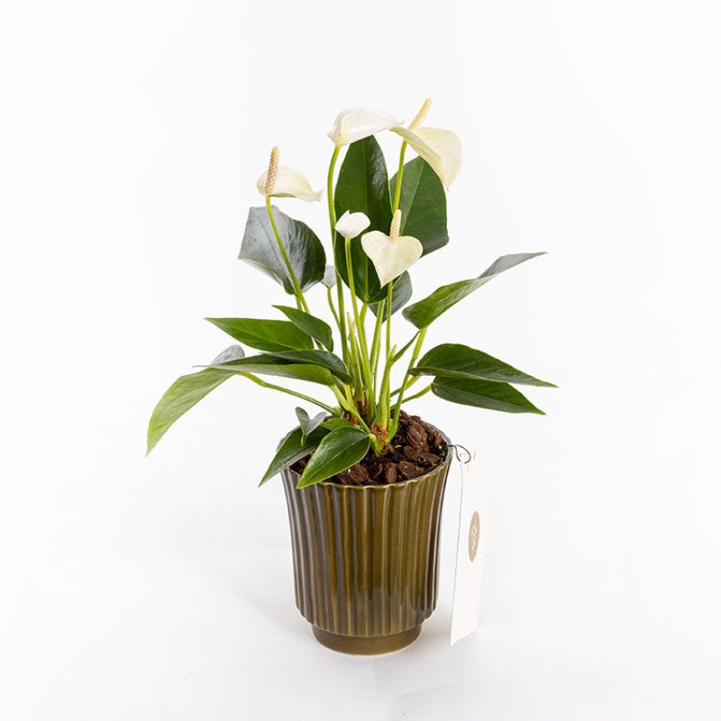 Grace Green Saksıda Antoryum Çiçeği