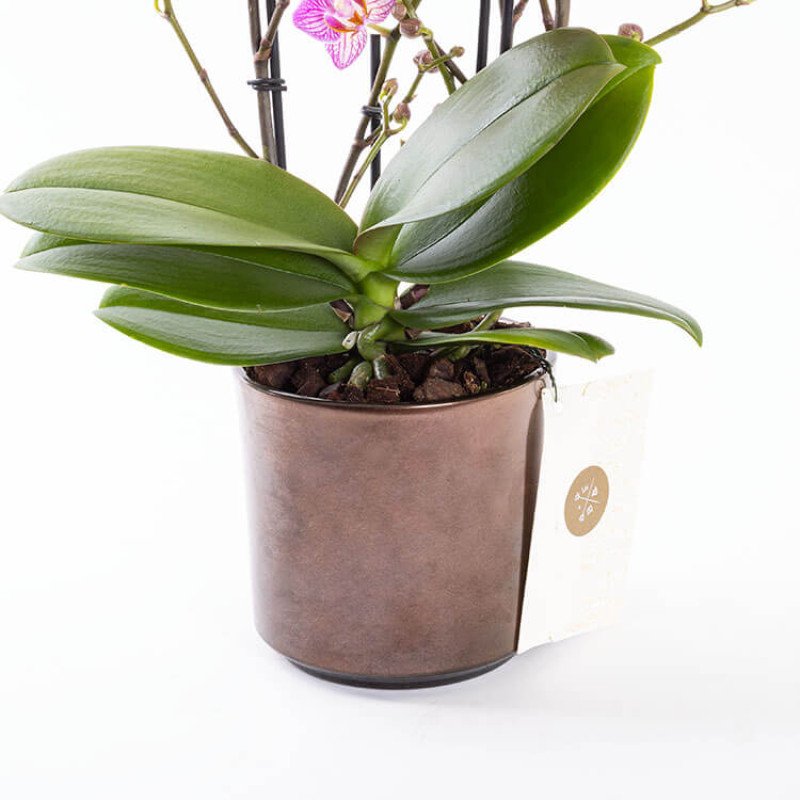 Honeybee Bronze Orkide Çiçeği