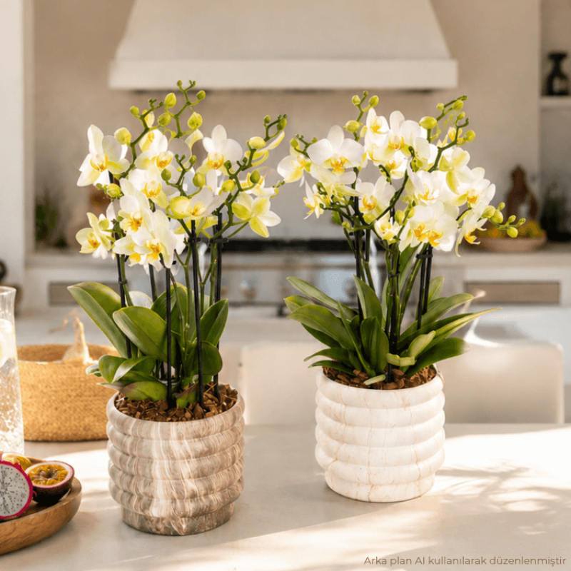 Lausanne Marble 4-5-6 Dallı Orkide Çiçeği