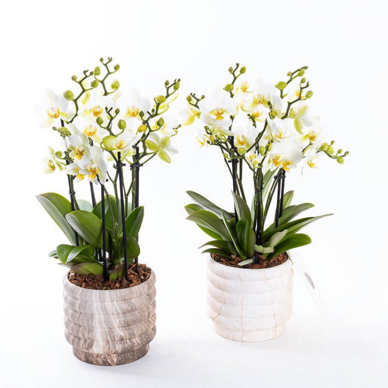Lausanne Marble 4-5-6 Dallı Orkide Çiçeği