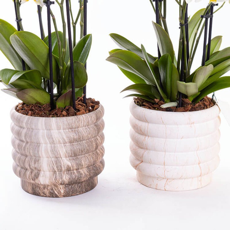 Lausanne Marble 4-5-6 Dallı Orkide Çiçeği