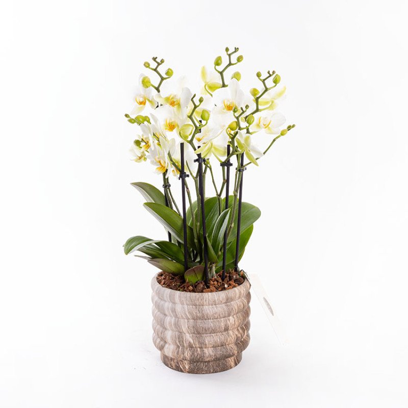 Lausanne Marble 4-5-6 Dallı Orkide Çiçeği