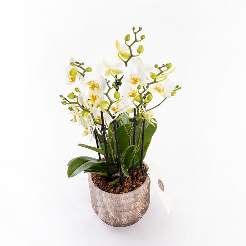 Lausanne Marble 4-5-6 Dallı Orkide Çiçeği