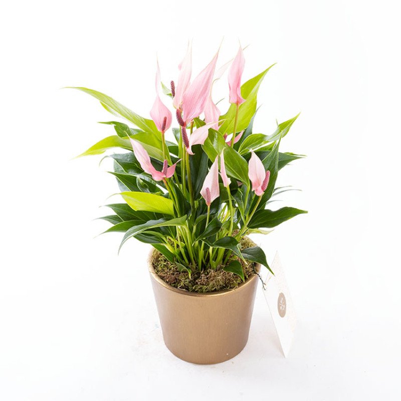 Lily Gold Saksıda Antoryum Çiçeği