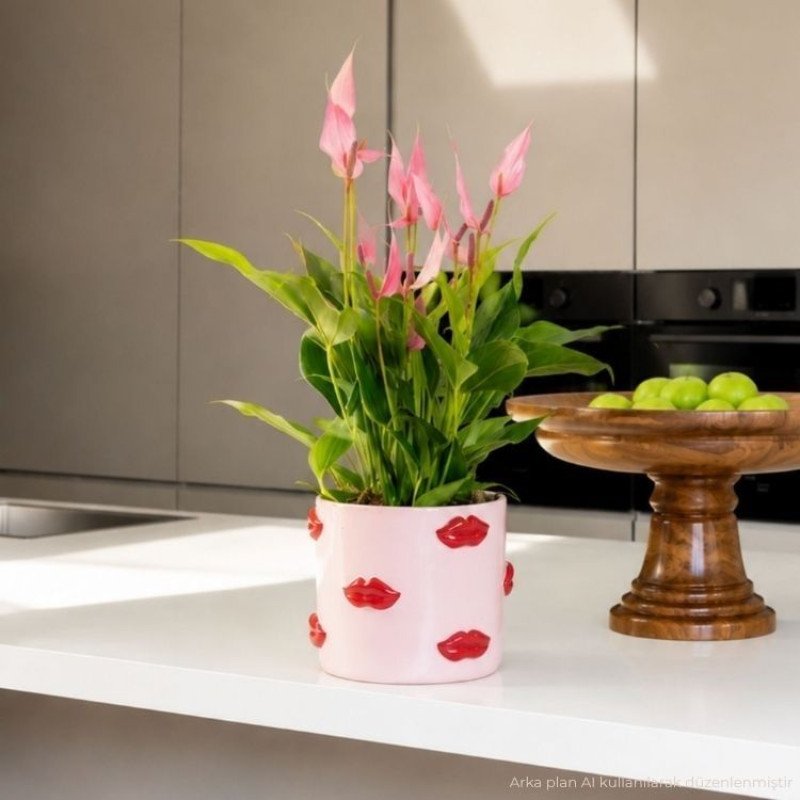 Lily Lovers Ed. Saksıda Antoryum Çiçeği