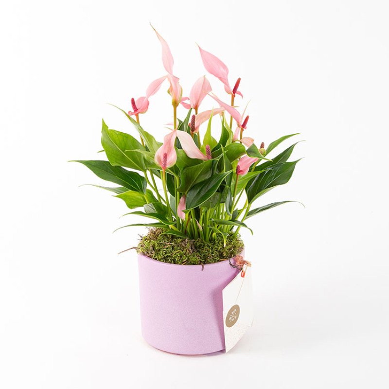 Lily Pembe Saksıda Antoryum Çiçeği