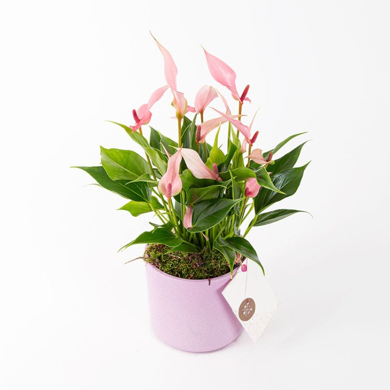 Lily Pembe Saksıda Antoryum Çiçeği
