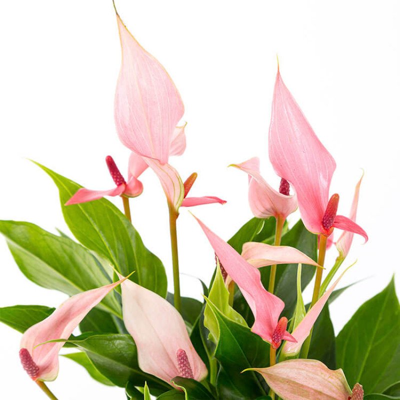 Lily Pembe Saksıda Antoryum Çiçeği