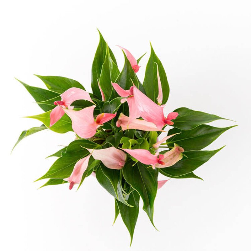 Lily Pembe Saksıda Antoryum Çiçeği