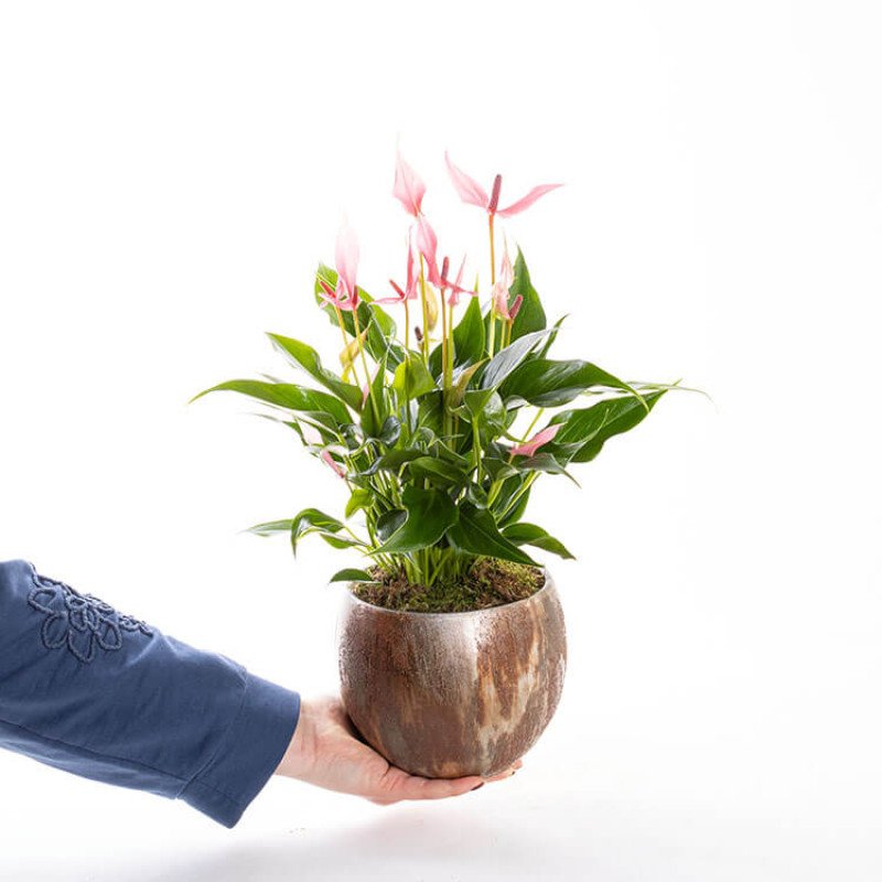 Lily Roel Saksıda Antoryum Çiçeği