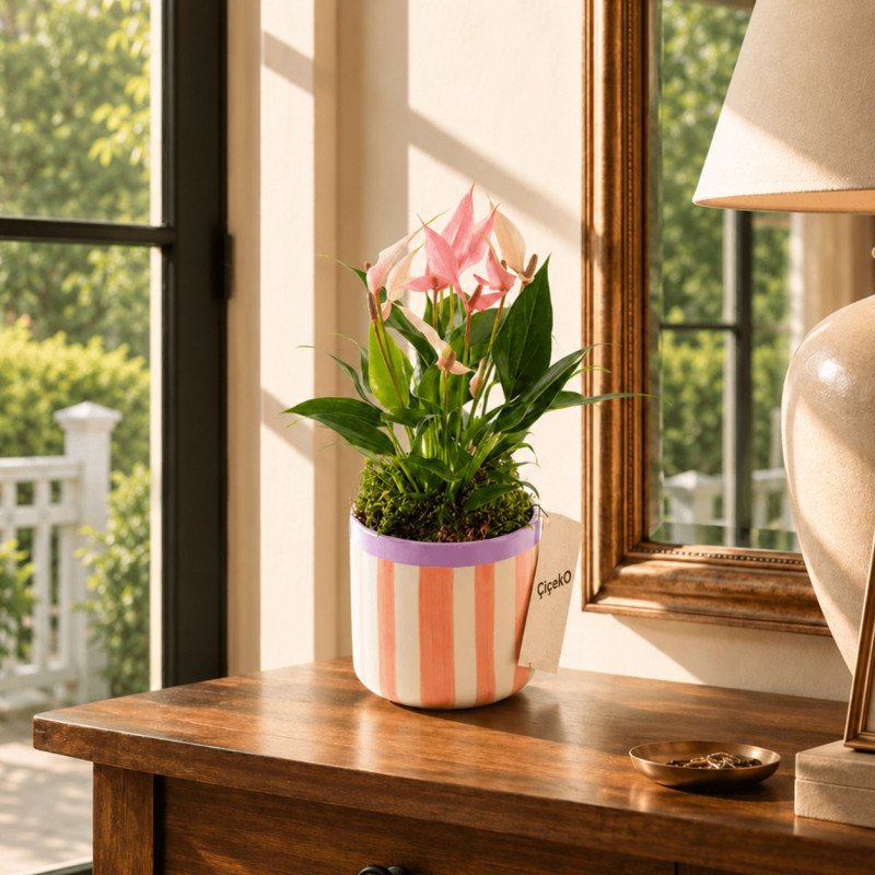 Lily Stripes Çizgili Saksıda Antoryum Çiçeği