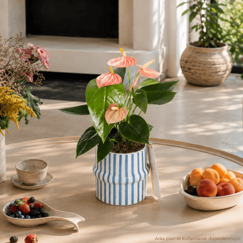 Livium Amalfi – Seramik Saksıda Livium Amalfi