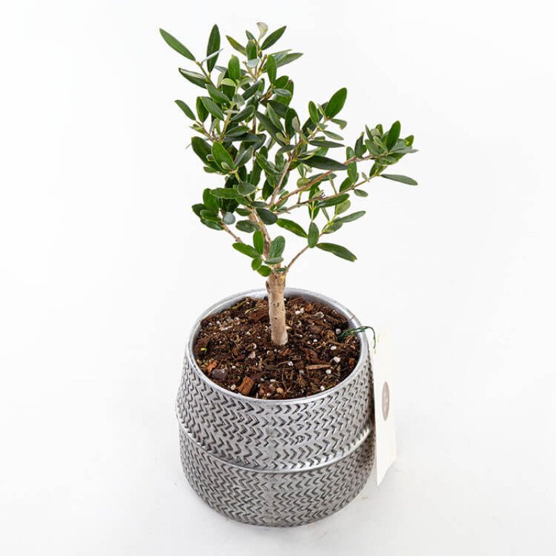 Mini Zeytin Ağacı - Silver