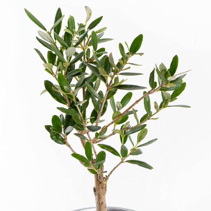 Mini Zeytin Ağacı - Silver