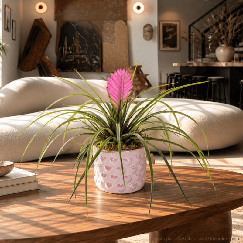 Minto – Özel Üretim Mermer Saksıda Tillandsia Pink Quill