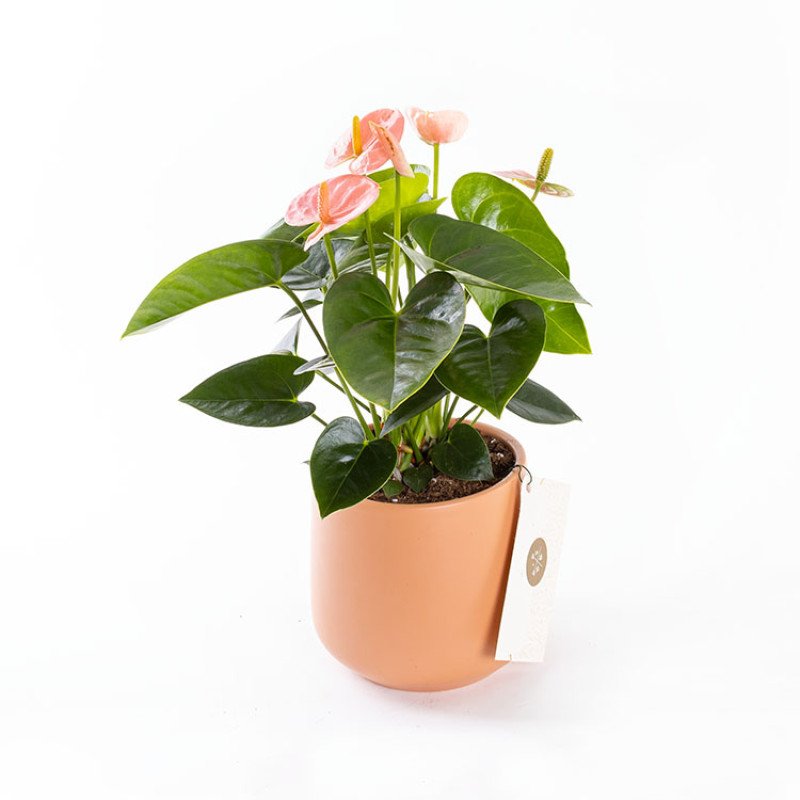 Pinky Toscana Saksıda Antoryum Çiçeği